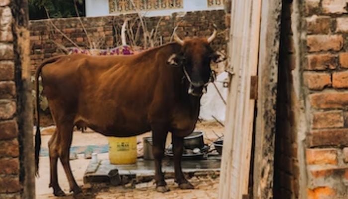 (representative) A brown cow in India. Unsplash