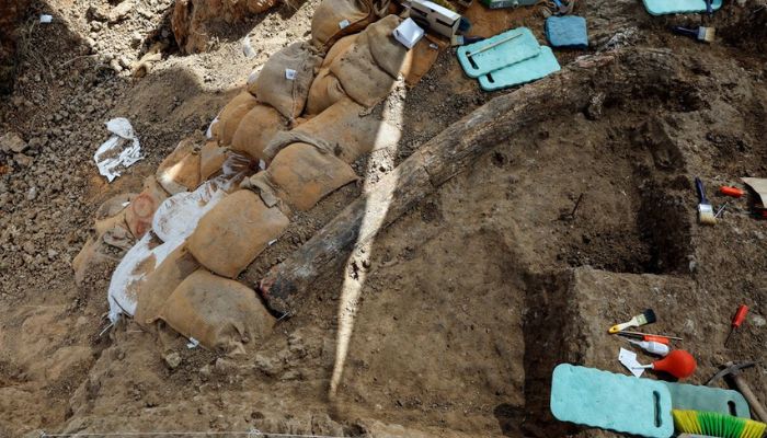 A fossilised tusk from a giant prehistoric elephant that once roamed around the Mediterranean has emerged from an excavation site, offering what archaeologists said was a rare insight into the life of early inhabitants of the area, in Revadim, southern Israel, August 31, 2022. — Reuters