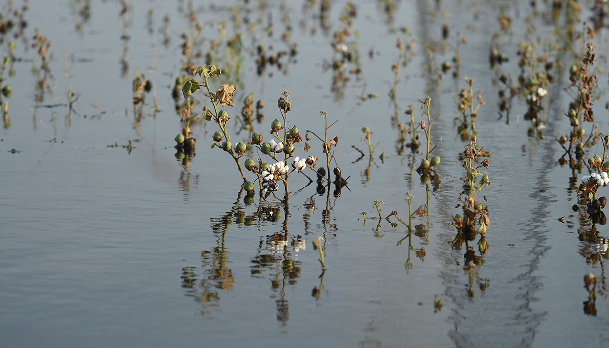 In this picture taken on August 30, 2022, a general view shows cotton crops damaged by flood waters at Sammu Khan Bhanbro village in Sukkur, Sindh province. The rains that began in June have unleashed powerful floods across the country that have washed away swathes of vital crops and damaged or destroyed more than a million homes. — AFP