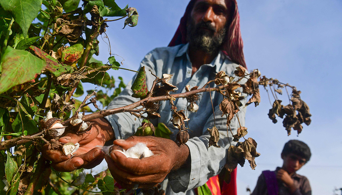 In this picture taken on September 1, 2022, a labourer picks cotton in a field at Sammu Khan Bhanbro village in Sukkur, Sindh province. — AFP