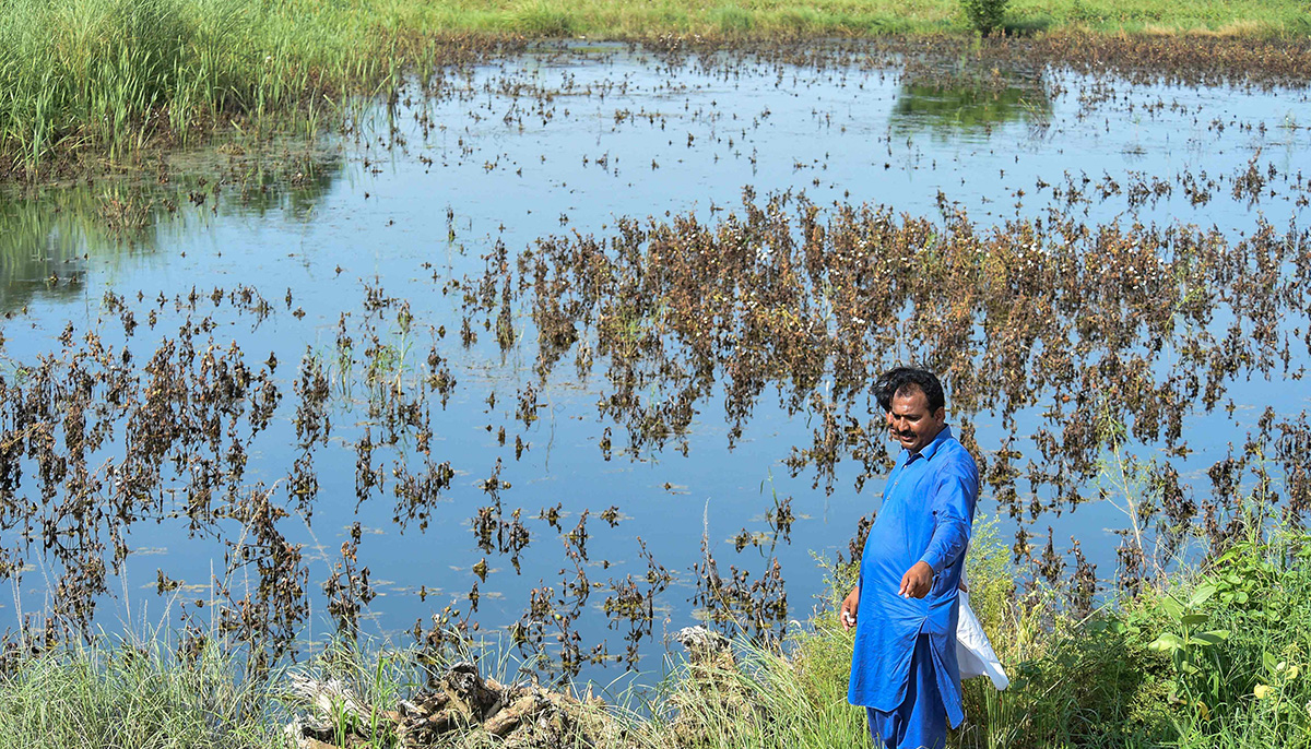 In this picture taken on September 1, 2022 a farmer Ashraf Ali Bhanbro stands beside his cotton crops damaged by flood waters at Sammu Khan Bhanbro village in Sukkur, Sindh province. — AFP