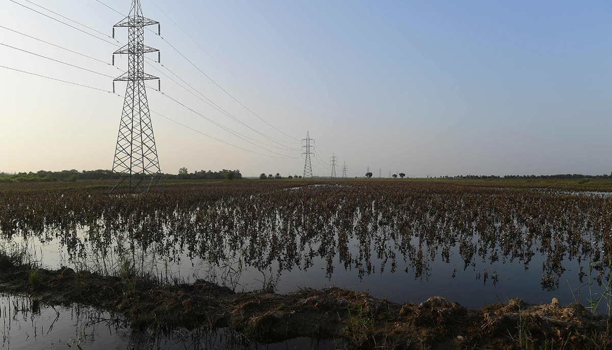 In this picture taken on August 30, 2022, a general view shows cotton crops damaged by flood waters at Sammu Khan Bhanbro village in Sukkur, Sindh province. The rains that began in June have unleashed powerful floods across the country that have washed away swathes of vital crops and damaged or destroyed more than a million homes. — AFP