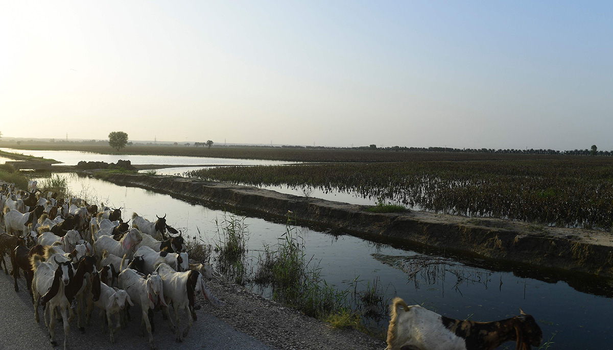 In this picture taken on August 30, 2022 goats walk past cotton crops damaged by flood waters at Sammu Khan Bhanbro village in Sukkur, Sindh province. — AFP