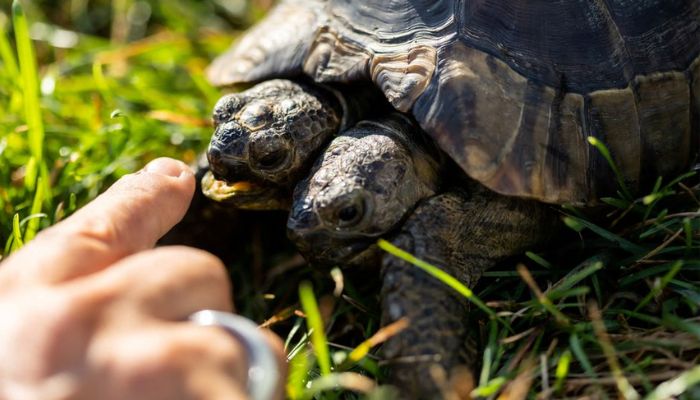 Janus, a two-headed Greek tortoise named after the Roman god with two heads is seen one day ahead of his 25th birthday at the Natural History Museum in Geneva, Switzerland September 2, 2022. — Reuters