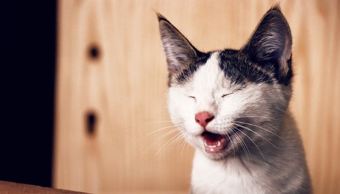 A cat meowing. — Unsplash