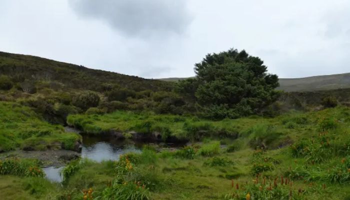 The Sitka spruce on Campbell Island in the Southern Ocean holds the Guinness World Record for most remote tree. — Dr Jocelyn Turnbull, GNS Science