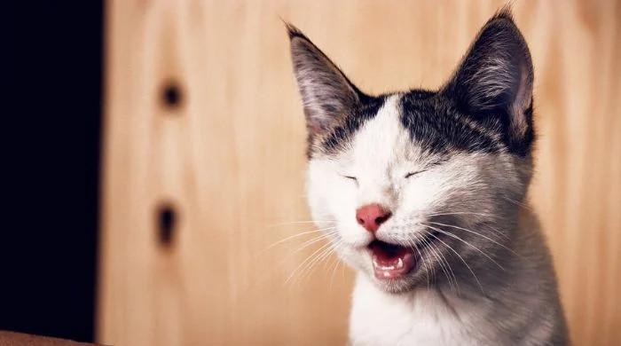 Pet owners excited with app that translates cat meows to English phrases