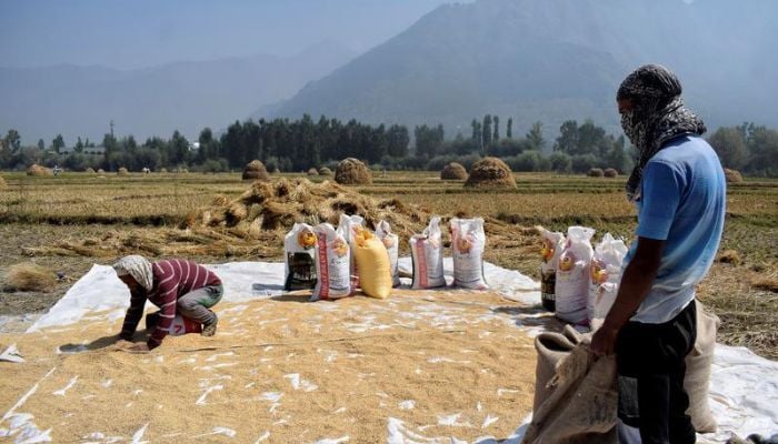 Kashmiri farmers collect winnowed rice in Srinagar — Reuters