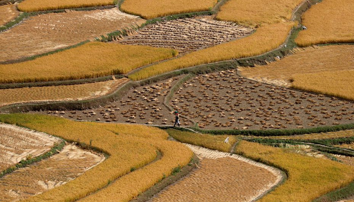 A woman carrying a basket walks through a rice field in south Kashmirs Tral town, September 24, 2020. — Reuters