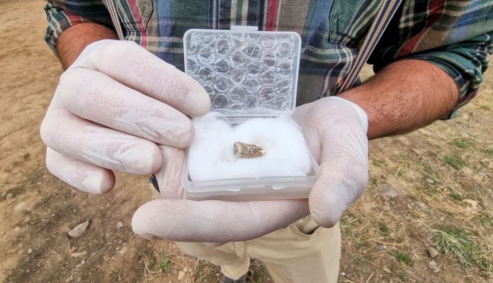 Giorgi Bidzinashvili, an archaeologist and the dig teams scientific leader, demonstrates a tooth belonging to an early species of human, which was recovered from rock layers presumably dated to 1.8 million years old, near an excavation site in Dmanisi outside the village of Orozmani, Georgia, September 8, 2022.  — Reuters