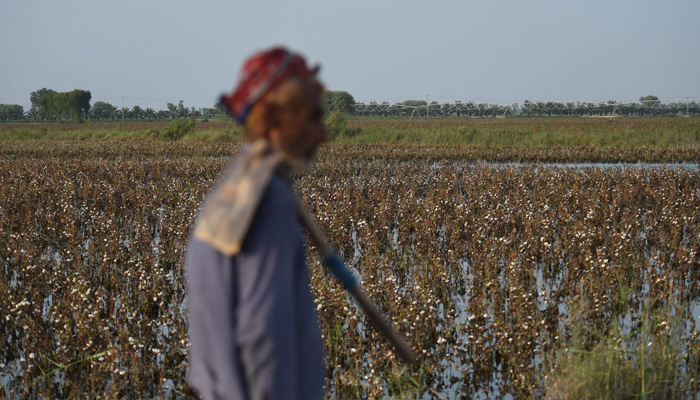 In this picture taken on August 30, 2022 a labourer walks past cotton crops damaged by flood waters at Sammu Khan Bhanbro village in Sukkur, Sindh province. The rains that began in June have unleashed powerful floods across the country that have washed away swathes of vital crops and damaged or destroyed more than a million homes. —AFP
