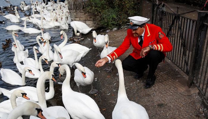 King Charles inherits Britain’s swans after Queen Elizabeth death
