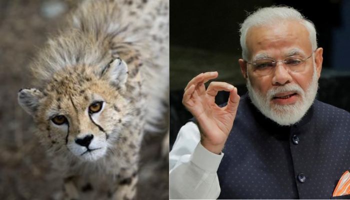 Kooshki, an Asiatic cheetah (l), Indian PM Narendra Modi.— Reuters