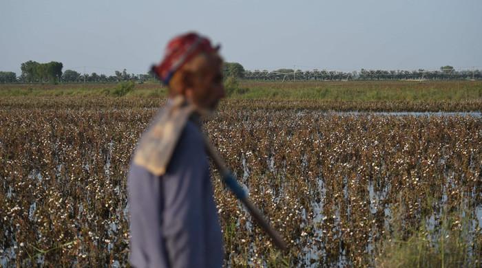 Pakistani textile owners rush to secure cotton from international markets