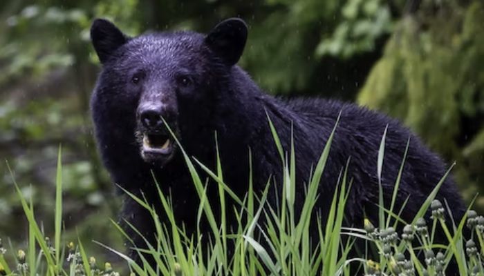 Black bear in the grass. — Unsplash