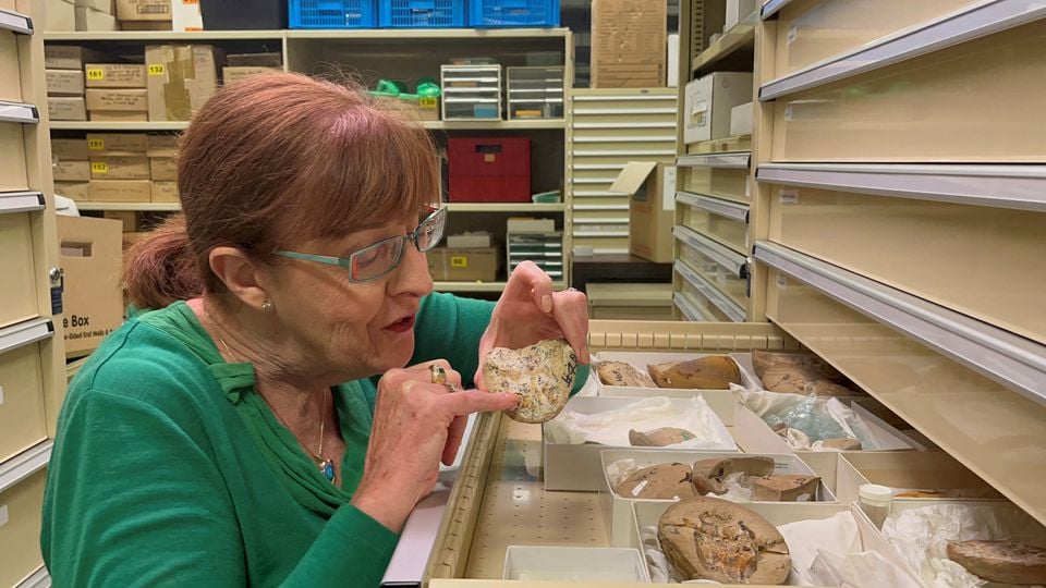 Professor Kate Trinajstic from Curtin University?s School of Molecular and Life Sciences inspects fish fossils dating to 380 million years ago at the Western Australian Museum in Perth, Australia, September 8, 2022.