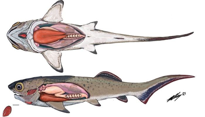 The internal organs of an ancient armored fish, called an arthrodire, that lived 380 million years ago are seen in this undated artists reconstruction including the heart, liver, stomach and intestine.— Reuters