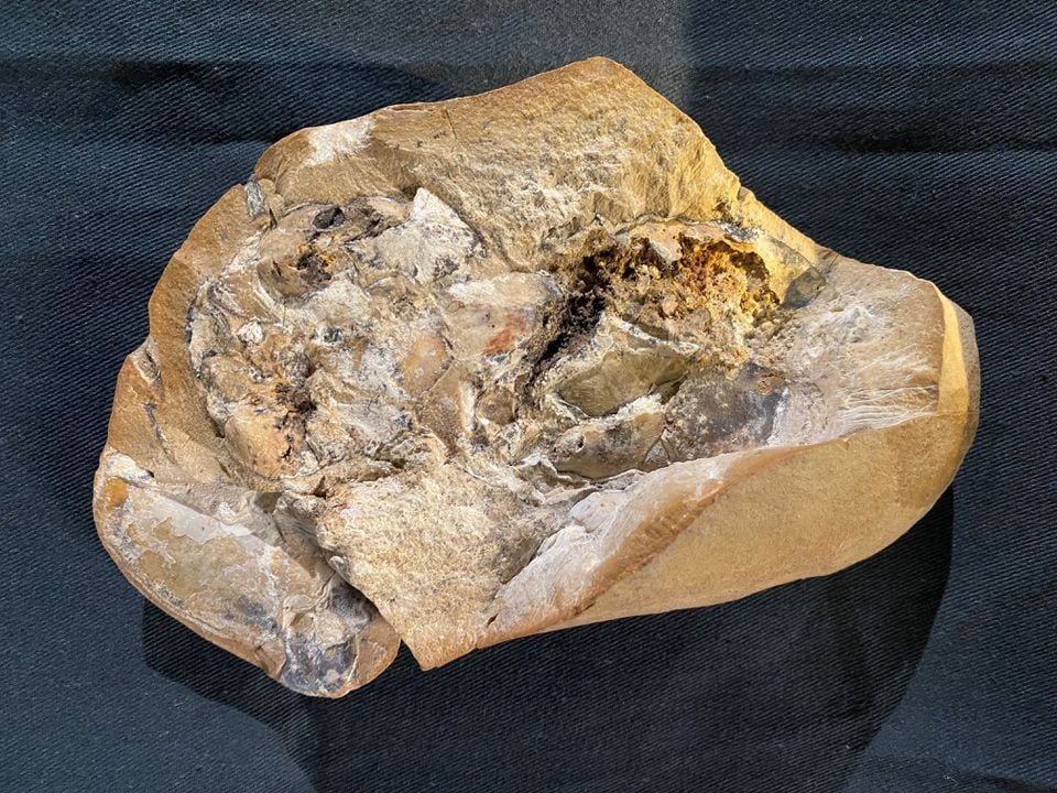 A fossil of an ancient armored fish, called an arthrodire, that lived 380 million years ago in the Gogo Formation in Western Australias Kimberley region, and includes the oldest-known fossil of a vertebrate heart, is seen at the Western Australian Museum in Perth, Australia, September 8, 2022.