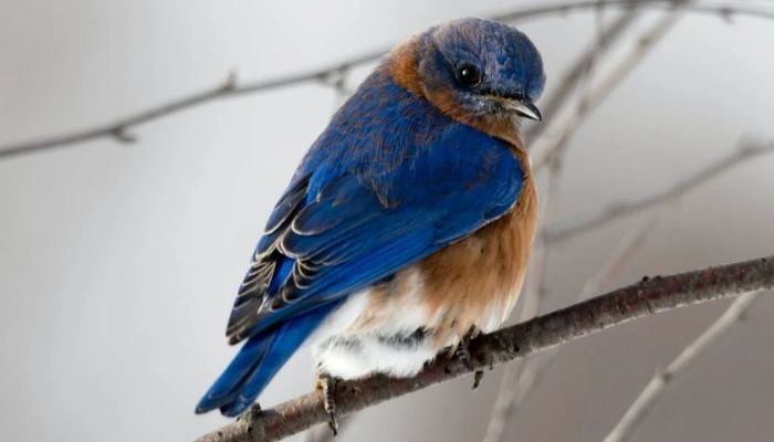 Burung penyanyi cantik lainnya kemungkinan menghadapi kepunahan