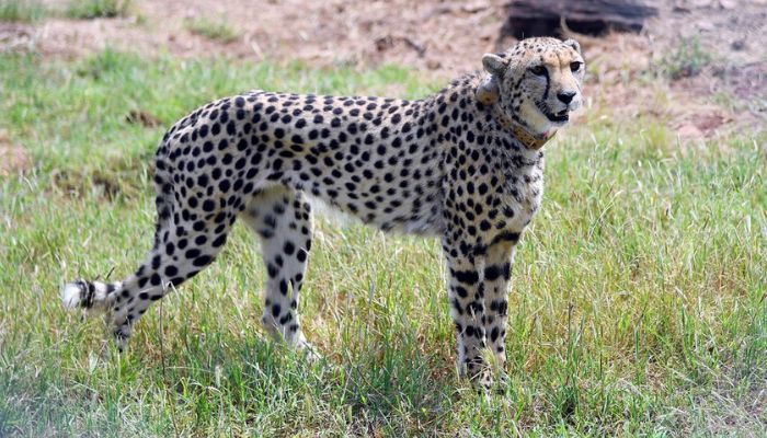 A cheetah is seen after Indias Prime Minister Narendra Modi released it following its translocation from Namibia, in Kuno National Park, Madhya Pradesh, India, September 17, 2022. — Reuters