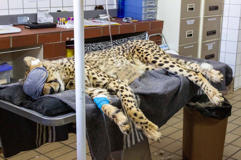 Seekor cheetah beristirahat setelah dipersiapkan untuk translokasinya ke India di pusat CCF di Otjiwarongo, Namibia, 12 September 2022. — Reuters