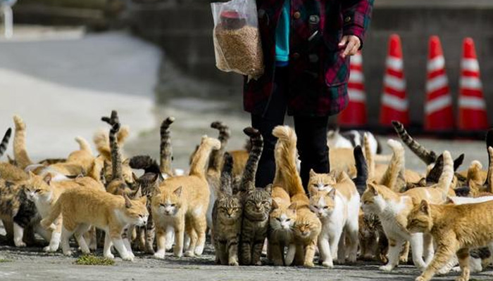 Cats crowd around village nurse and Ozu city official Atsuko Ogata as she carries a bag of cat food to the designated feeding place on Aoshima Island in Ehime prefecture in southern Japan February 25, 2015. — Reuters