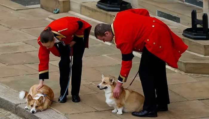 Queens corgis and pony play part at funeral procession