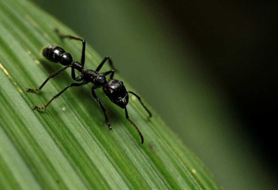 Seekor semut peluru (Paraponera clavatta) berjalan di atas daun di Taman Nasional Braullio Carrillo, 50 kilometer (31 mil) timur San Jose, 5 Juni 2012. — Reuters/Juan Carlos Ulate