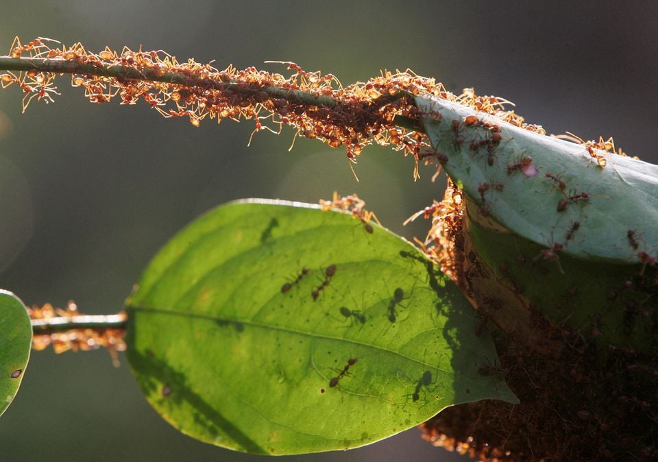 Koloni semut rangrang membangun sarangnya dari dedaunan di Kuala Lumpur 31 Januari 2009. — Reuters/Zainal Abd Halim