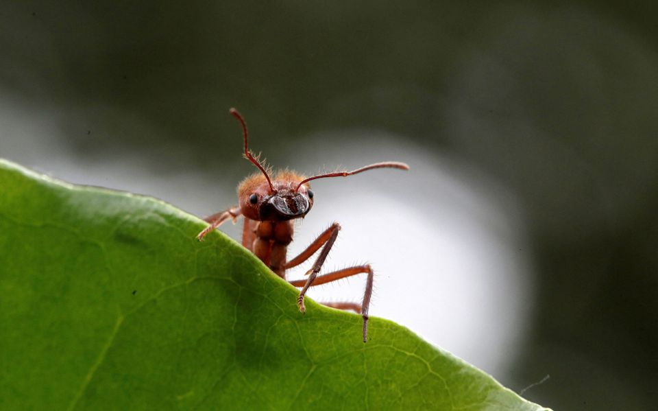Semut zompopa yang dipelihara untuk konsumsi manusia digambarkan di peternakan serangga ahli biologi Federico Paniagua, saat ia mempromosikan konsumsi berbagai serangga sebagai makanan berbiaya rendah dan kaya nutrisi, di Grecia, Kosta Rika 13 Juli 2019. — Reuters/Juan Carlos Ulate