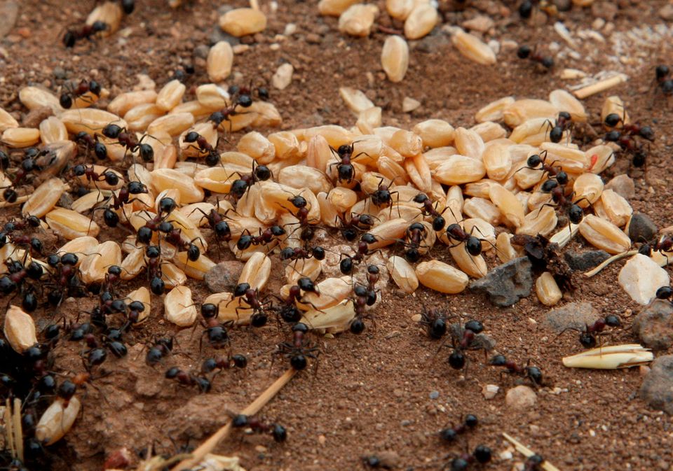 Ants carry grains of wheat in a field in Assanamein area, south of Damascus August 20, 2009. — Reuters/Khaled al-Hariri