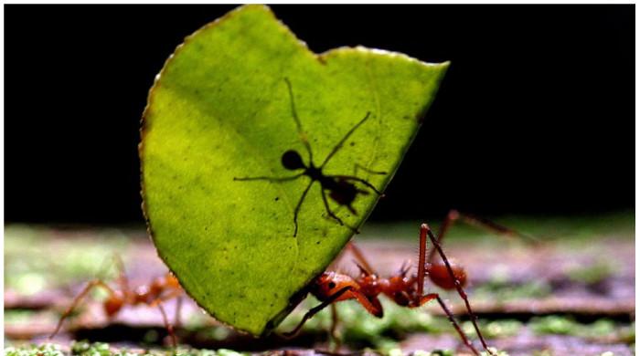 The ants go marching one by one — 20 quadrillion of them