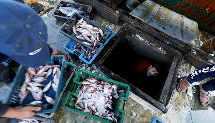 ایک فلسطینی ماہی گیر 20 ستمبر 2022 کو غزہ شہر کے غزہ بندرگاہ پر اپنا کیچ اتار رہا ہے۔ - رائٹرز