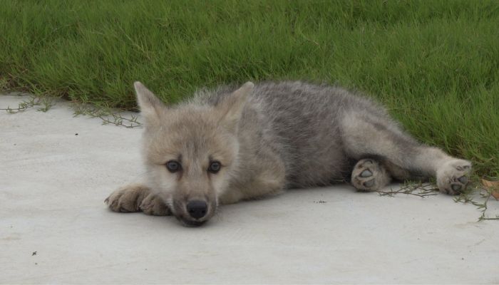 Maya, the cloned Arctic wolf.— Twitter