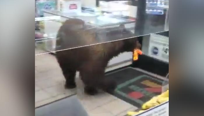 Picture shows bear leaving store with candies. — Twitter/screengrab