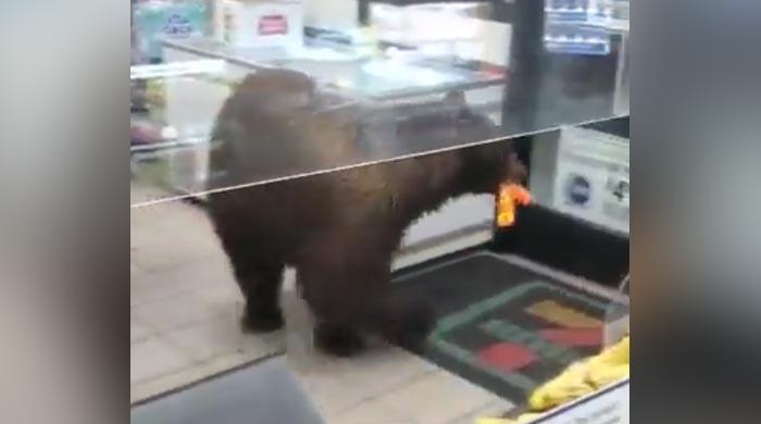 WATCH: Bear barges in store to steal candies 