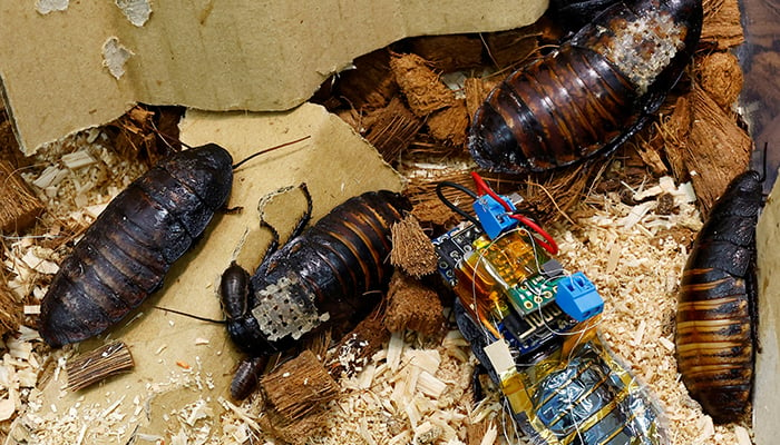 A Madagascar hissing cockroach, mounted with a backpack of electronics and a solar cell that enable remote control of its movement, is pictured with other Madagascar hissing cockroaches during a photo opportunity at the Thin-Film Device Laboratory of Japanese research institution Riken in Wako, Saitama Prefecture, Japan September 16, 2022. — Reuters