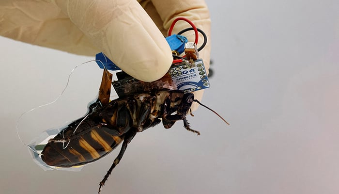 A researcher shows a Madagascar hissing cockroach, mounted with a backpack of electronics and a solar cell that enable remote control of its movement, during a photo opportunity at the Thin-Film Device Laboratory of Japanese research institution Riken in Wako, Saitama Prefecture, Japan September 16, 2022. —  Reuters