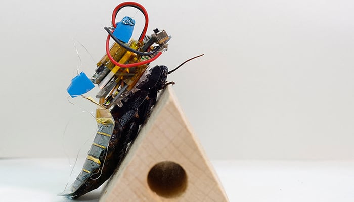 A Madagascar hissing cockroach, mounted with a backpack of electronics and a solar cell that enable remote control of its movement, traverses an obstacle during a photo opportunity at the Thin-Film Device Laboratory of Japanese research institution Riken in Wako, Saitama Prefecture, Japan September 16, 2022. — Reuters
