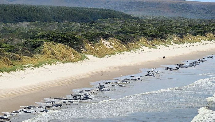 About 200 pilot whales perish on Australian beach