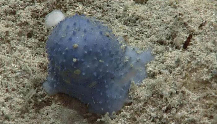 Unknown blue creature found on the sea floor in one of the US Virgin Islands in the Caribbean—  Screengrab via Twitter