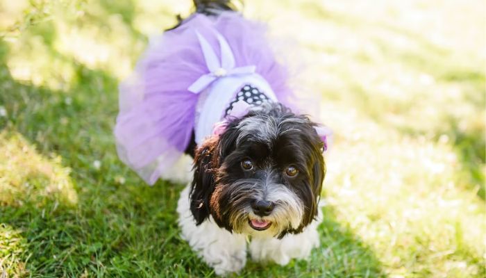 A flower-girl dog wears a lavender tutu dress.— Unsplash