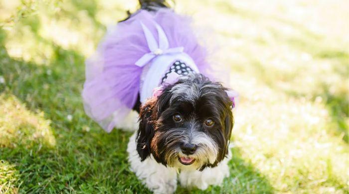  Organisers hope to break largest dog wedding record on Oct 2
