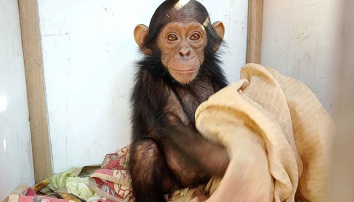Image showing one of the kidnapped chimpanzees. — NDTV