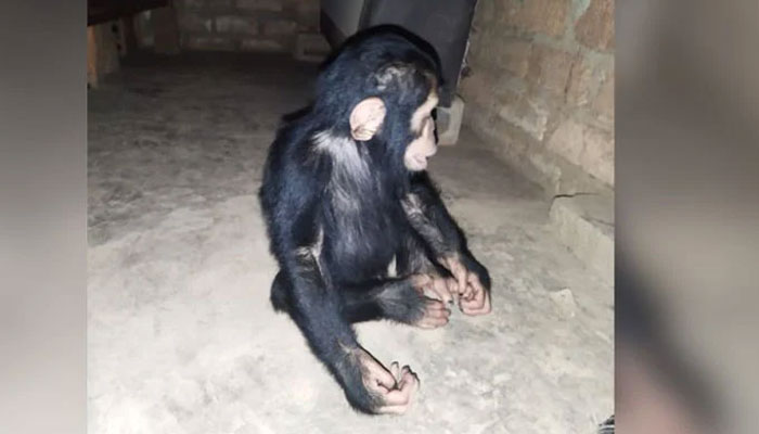 Image showing another one of the kidnapped chimpanzees. — NDTV