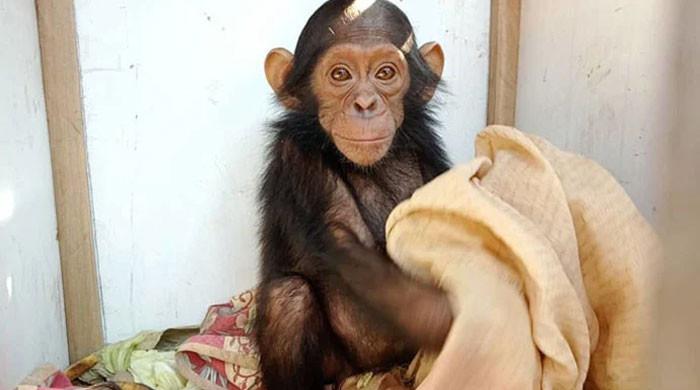 In a bizarre case of abduction, ransom demanded for chimpanzees