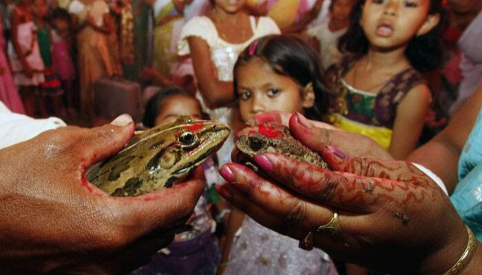 In Indias Assam, two frogs get married in hopes of appeasing the god of rain. — Reuters