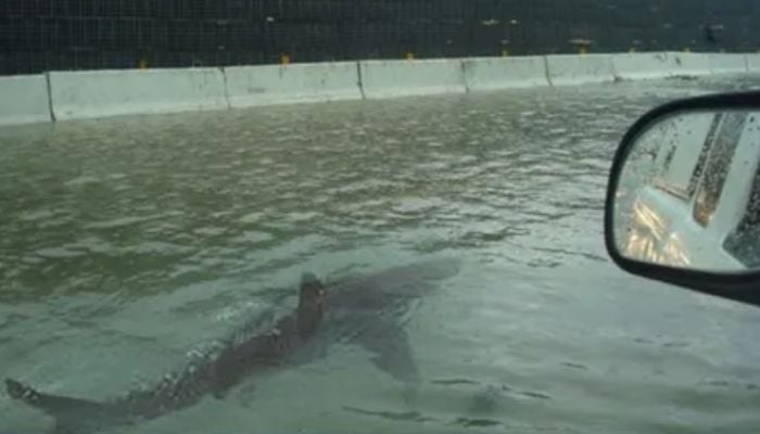 A fish seen swimming on a flooded highway.  — Youtube screengrab