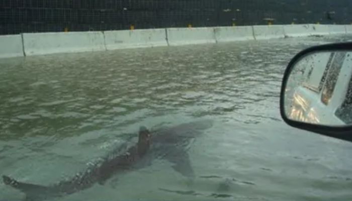 Apakah ada hiu di jalanan yang banjir?
