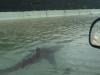 Hurricane Ian: Are there sharks in flooded streets?